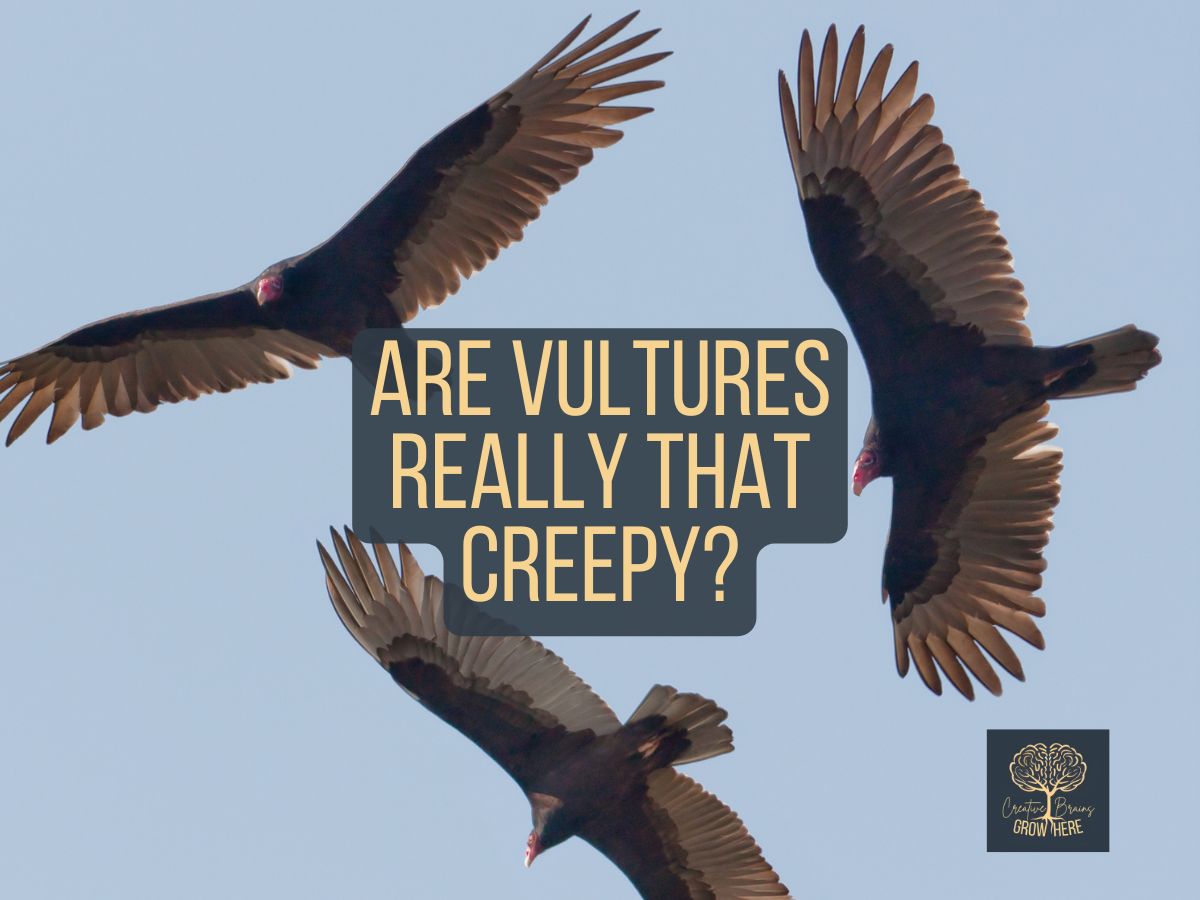 Are Vultures Really That Creepy?