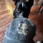A black dog with a white stripe on its head is playfully interacting with a baseball cap featuring a tree logo, set against a wooden floor.