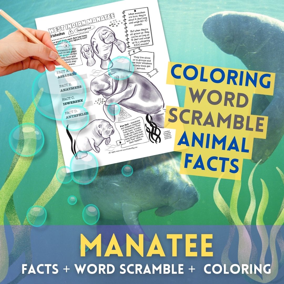 Discover the Magic of Manatees! Free West Indian Manatee Facts + Word Scramble Activity
