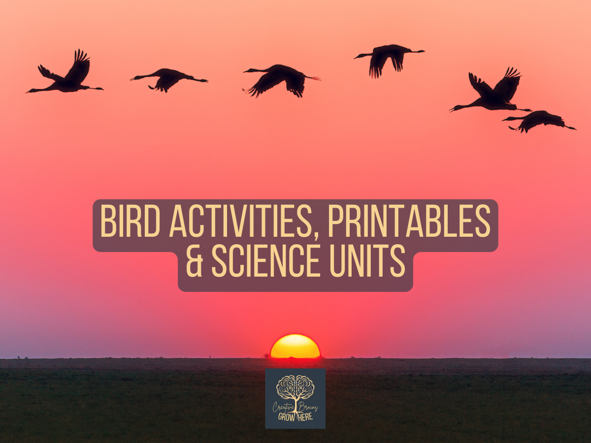 Explore Engaging Bird Activities, Printables & Science Units - Creative ...
