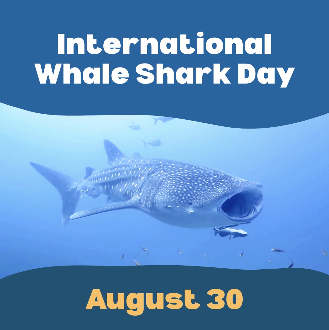 Celebrate International Whale Shark Day: Fun Facts and Activities for Kids