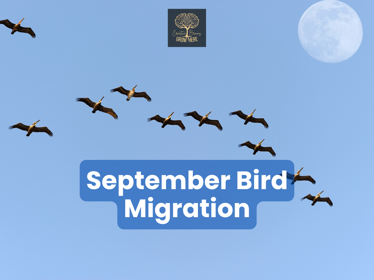 September Bird Migration: A Perfect Time for Kids to Look Up!